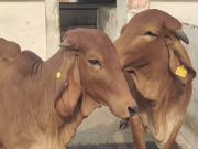 देश की पहली क्लोन से तैयार की गई गिर नस्ल की गाय गंगा हुई डेढ़ साल की