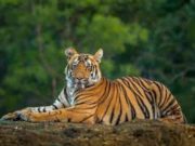 राजस्थान सरिस्का रिजर्व से निकला टाइगर…रेवाड़ी के झाबुआ के जंगल में पहुंचा, लोगो में द.हशत