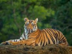 राजस्थान सरिस्का रिजर्व से निकला टाइगर…रेवाड़ी के झाबुआ के जंगल में पहुंचा, लोगो में द.हशत