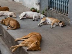 आवारा और गलियों में घूमने वाले कुत्तों के लिए भगवान का रूप लेकर आई डॉग रेस्क्यू संस्था