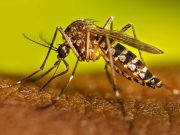 डेंगू से बचाव के लिए स्वास्थ्य विभाग ने पुख्ता प्रबंध करने का किया दावा