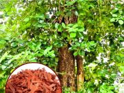 उतरी भारत के किसान भी कर सकेंगे चंदन की खेती..खास तकनीक पर किया जा रहा है शोध