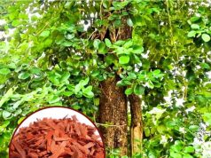 उतरी भारत के किसान भी कर सकेंगे चंदन की खेती..खास तकनीक पर किया जा रहा है शोध