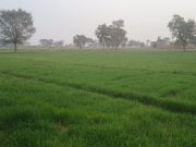 सिरसा में बारिश से गेहूं, सरसों , चना और सब्जियों को होगा फायदा
