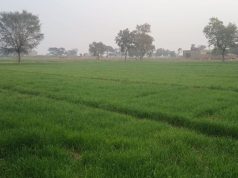 सिरसा में बारिश से गेहूं, सरसों , चना और सब्जियों को होगा फायदा