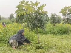 महोगनी के इन पेड़ों को लगा कर बन सकते है करोड़पति..करनाल के ये किसान कमा रहे बेहतरीन आमदनी