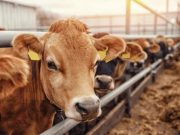 कड़ाके की ठंड से दुधारू पशुओं सहित पालतू जानवर बीमारियों का हो रहे शिकार.. ऐसे रखें ध्यान