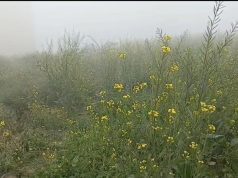 बढ़ते तापमान से गेहूं और सरसों की फसल में बीमारी की आशंका बढ़ी