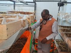 रेलवे से रिटायर कर्मचारी बने युवाओ के लिए मिसाल.. अपने घर के अंदर कर रहे केसर की खेती