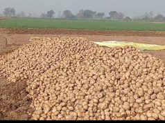 हरियाणा के किसानों को अब गोभी के फसल में काफी हो रहा नुकसान..