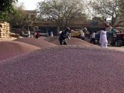 सिरसा में सरसों की आवक हुई तेज..अब तक हुई कुल 36 हजार क्विंटल सरसों की खरीद