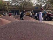 फरीदाबाद के बल्लभगढ़ मंडी में आज से सरसों की खरीद शुरू