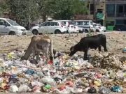 जगह-जगह कूड़े के ढेर बने बाधा..स्वच्छता सर्वेक्षण में फरीदाबाद कैसे लाएगा अच्छे अंक