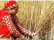 अगर फसल कटाई के समय कुछ खास बातों का रखा जाए ध्यान..क्वालिटी और उपज दोनों में होगा इजाफा