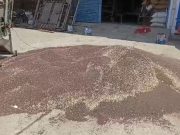 बल्लभगढ़ अनाज मंडी में सरसों की खरीद जारी.. MSP पर हो रही खरीद