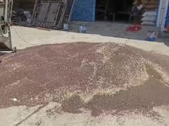 सरसों की खरीद शुरू..किसान इस बार सरसों के रेट से खुश