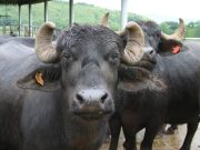 भैसों की मौत मामले में फैक्टरी मालिक के खिलाफ पुलिस किया मामला दर्ज case of death of buffaloes