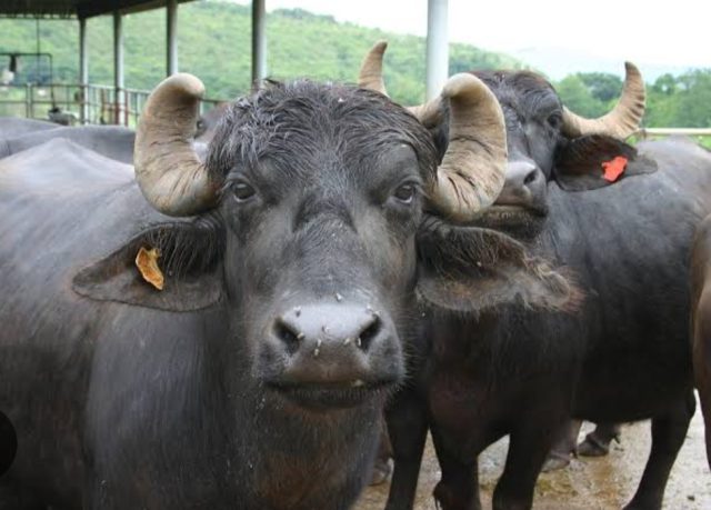case of death of buffaloes