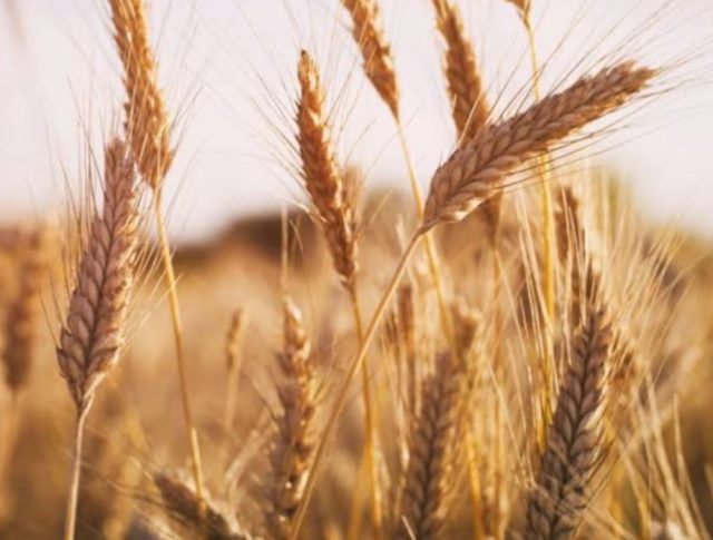 Wheat crop