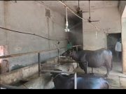 हीट वेव से मवेशियों को राहत देने के लिए पशुपालकों ने किया ये जुगाड़ Ambala