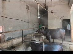 हीट वेव से मवेशियों को राहत देने के लिए पशुपालकों ने किया ये जुगाड़ Ambala