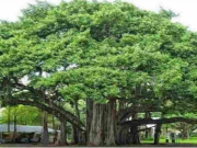 हरियाणा सरकार की अनोखी पहल: 75 साल से पुराने पेड़ों को मिलेगी पेंशन