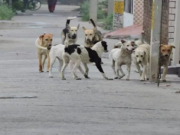 हिसार में बढ़ रहा आवारा कुत्तों का आतंक, मासूम आयुष समेत 17 लोग बने शिकार