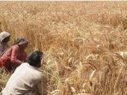 हरियाणा के 15 जिलों में आग से 814 एकड़ गेहूं की फसल खाक, 312 किसान प्रभावित