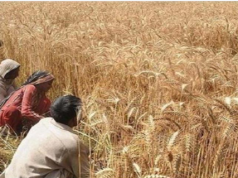 हरियाणा के 15 जिलों में आग से 814 एकड़ गेहूं की फसल खाक, 312 किसान प्रभावित