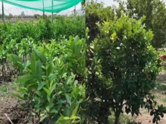 परंपरागत खेती छोड़ बागवानी की ओर बढ़ा किसान, 70 एकड़ में लगाया अमरूद का बाग, हर साल तैयार कर रहा 35 हजार फल पौधे