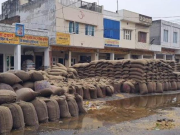 कैथल मंडी में बारिश से लाखों गेहूं की बोरियां भीगीं, उठान में देरी से बढ़ा नुकसान
