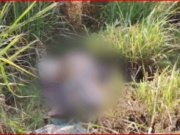 यमुनानगर में खेत से गर्भवती महिला का शव बरामद, चेहरा कुचला, हत्या की आशंका