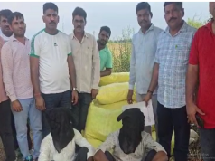 फतेहाबाद में नशा तस्करों पर पुलिस का शिकंजा, 522 किलो गांजा बरामद, दो आरोपी गिरफ्तार