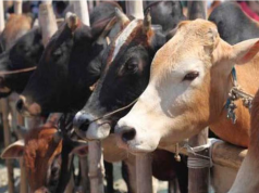 हरियाणा में झोलाछाप पशु इलाज पर हाईकोर्ट सख्त