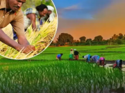 धान किसानों के लिए बड़ी खुशखबरी, सरकार देगी आर्थिक सहायता