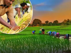 धान किसानों के लिए बड़ी खुशखबरी, सरकार देगी आर्थिक सहायता