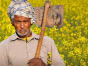 हरियाणा के किसानों के लिए बड़ी राहत, अब तक वंचित लोगों को मिलेगा मुआवजा
