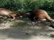 हिसार में हलवा-पूरी खाने से 20 से अधिक गायों की मौत