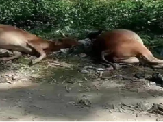 हिसार में हलवा-पूरी खाने से 20 से अधिक गायों की मौत