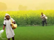 हरियाणा किसानों को बीज पर मिलेगी सब्सिडी, आज से करें आवेदन