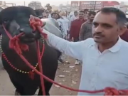 21 करोड़ का झोटा कुबेर बना आकर्षण का केंद्र, किसान ने बिक्री से किया इंकार