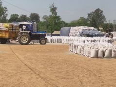 जगाधरी मंडी में गेहूं उठान पर विवाद गहराया, दावों और हकीकत में टकराव