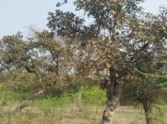 हरियाणा में जंगलों में अवैध गतिविधियों पर सख्ती, जुर्माना 10 गुना तक बढ़ाया