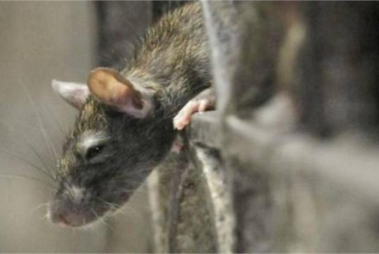 हिसार मॉर्च्युरी में लापरवाही का मामला, महिला के शव को चूहों ने नुकसान पहुंचाया