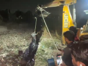 बल्लभगढ़ में नाले में गिरा नंदी, दो घंटे के रेस्क्यू के बाद बचाई गई जान