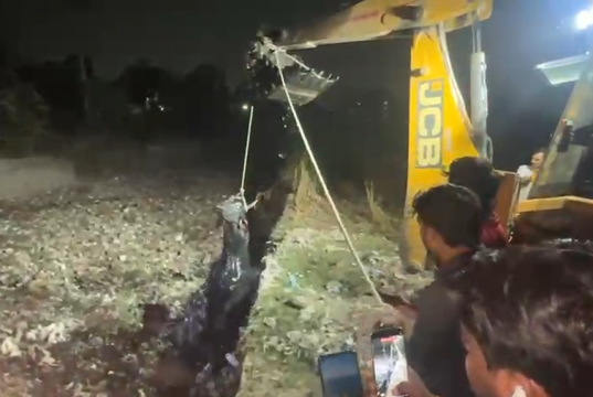 बल्लभगढ़ में नाले में गिरा नंदी, दो घंटे के रेस्क्यू के बाद बचाई गई जान