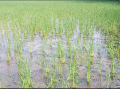 पलवल में झमाझम बारिश से खिली किसानों की उम्मीद, धान-गन्ने की फसल को बड़ा फायदा