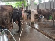 हरियाणा में महिला स्वयं सहायता समूहों को डेयरी के लिए मिलेगी पंचायत भूमि, सरकार ने जारी किए दिशा-निर्देश