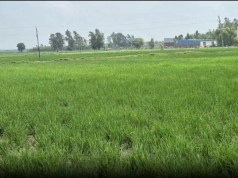 बारिश की बेरुखी से अंबाला के किसान चिंतित, सूखे की मार से फसलों पर संकट गहराया