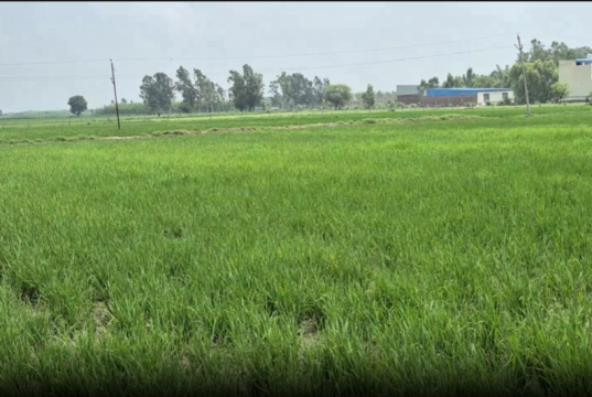 बारिश की बेरुखी से अंबाला के किसान चिंतित, सूखे की मार से फसलों पर संकट गहराया